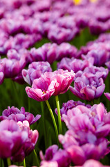 Fototapeta premium Beautiful tulip flowers blooming in a garden. Beauty tulip plant in the spring garden in rays of sunlight in nature. Blur background with bokeh image, selective focus