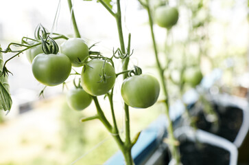 Tomato grows in a greenhouse. Growing fresh vegetables in a greenhouse