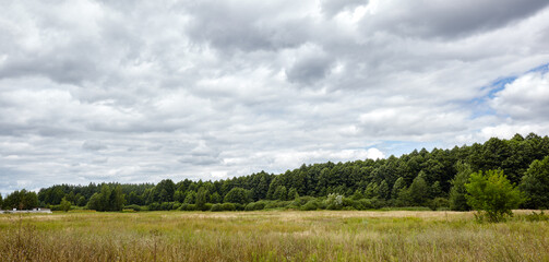 Panoramic photo of dense forest against the sky and meadows. Beautiful landscape of a row of trees...