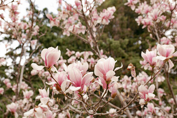 Magnolia tree blossom in springtime. Perfect Spring Concept Background