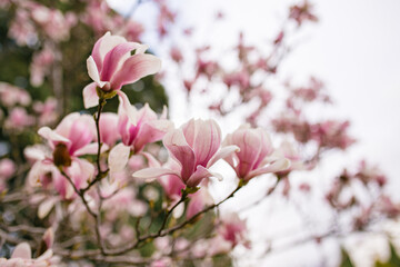 Fototapeta na wymiar Close Up of Magnolia Flowers. Perfect Spring Concept Background