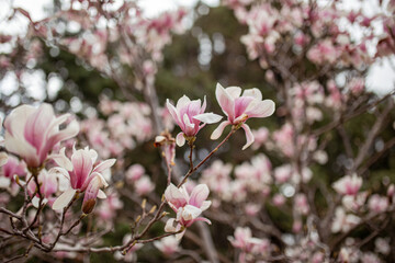 Magnolia tree blossom in springtime. Perfect Spring Concept Background