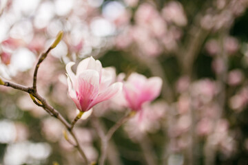 Close Up of Magnolia Flowers. Perfect Spring Concept Background