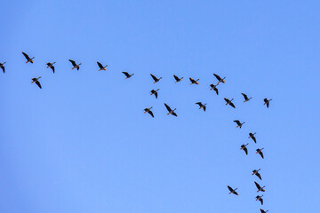 flock of birds