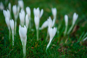 white spring flowers
