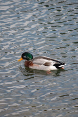 duck in the water