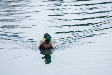 duck on the water