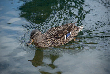 duck in the water
