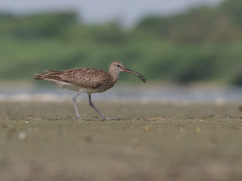 Shallow Focus Of Eurasian Whimbrel Bird