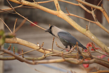 The black crow is sitting on the branch of the almond tree