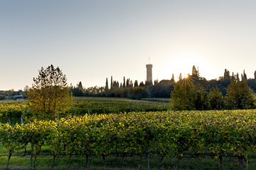 The  vineyards of the San Martino della Battaglia DOC. In the background the monumental tower of...
