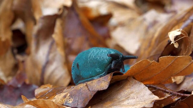 Rare blue slug crawls over yellow leaves, macro shot. Bielzia coerulans or land slug - shell-less terrestrial gastropod mollusc, endemic to Carpathian Mountains, Ukraine