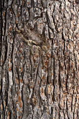  Tree bark texture, natural background