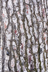  Tree bark texture, natural background