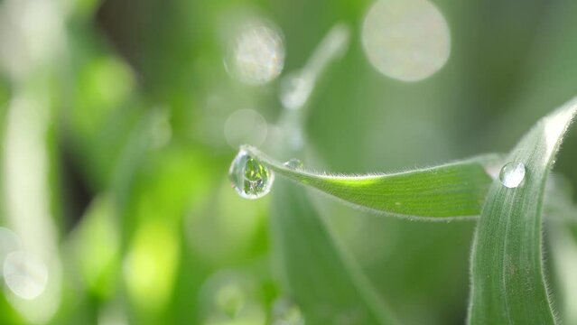 葉の先に滴る水滴の動画。春や初夏のような清涼感がある輝いた緑色の世界。