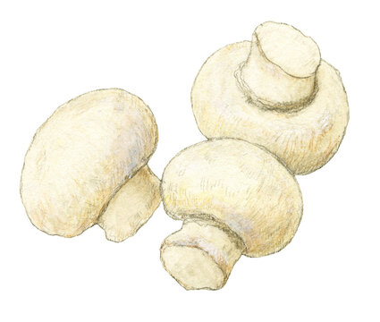 ホワイトマッシュルーム Images Browse 225 Stock Photos Vectors And Video Adobe Stock