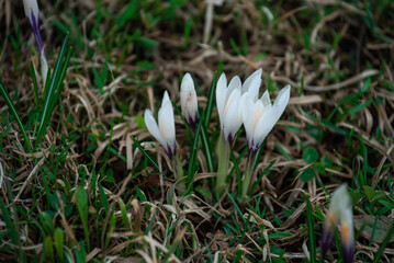 white crocus flowers