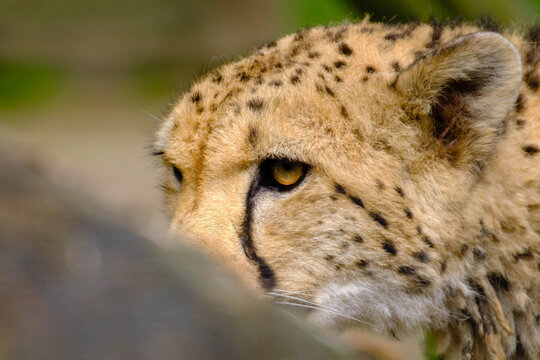 Portrait of a wild gepard with focus on its eyes looking aside