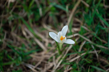white spring flowers