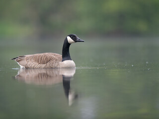 Beautiful Canadian goose in a lake on a sunny day