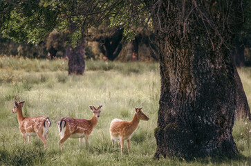 Gamos pastando en el bosque