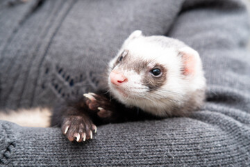 Portrait of cute and tired domestic pet ferret resting in her owner's hands. Woman and a pet...