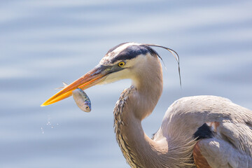 Selective of a grey heron (Ardea cinerea) in a pond