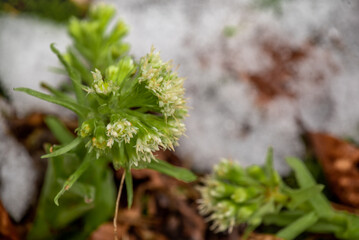 flowers covered with snow