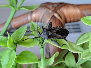 Beetle bug on a plant
