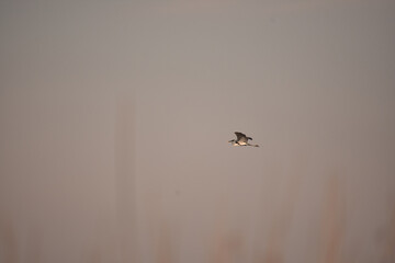 Selective focus shot of Grey Heron (Ardea cinerea) in flight
