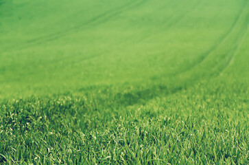 Fototapeta premium Green grass field background