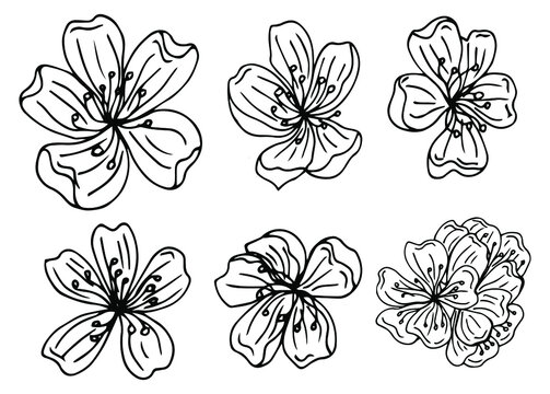 Vector graphic set of hand drawn sakura flowers. Beautiful floral design elements, ink drawing, graceful lines.