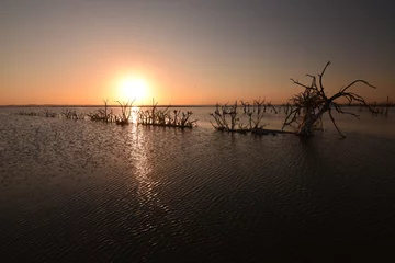 Foto op Canvas View of the old dead trees strikingly silhouetted in the lake at sunset, Villa Epecuen, Argentina © Sebastian Jakimczuk/Wirestock Creators