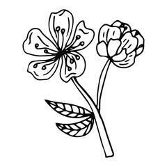 Flower art line. Sakura or Apple blossoms in vector isolated on white background. Spring flowers drawn in black and white line. Icon or symbol of spring and flowers.Doodle outline. Sketch.