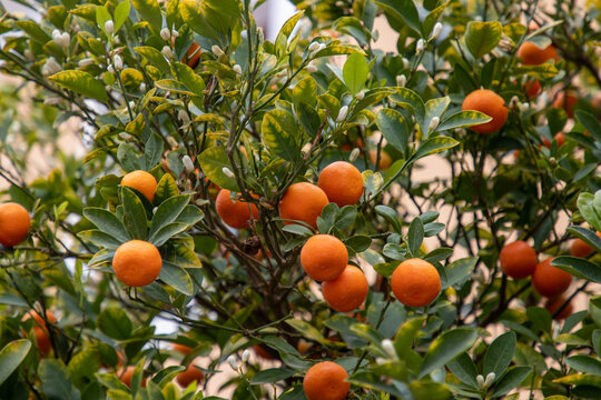 Orange fruits growing on a tree
