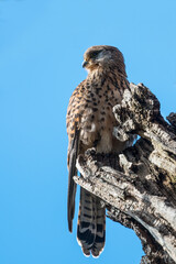 Kestrel in the wild