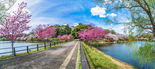 神奈川県立三ツ池公園の桜景色【神奈川県・横浜市】
Famous cherry blossom spots in Yokohama, Japan