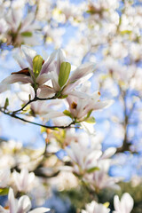 Spring flowers