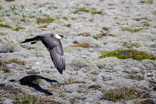 Closeup shot of a pomarine jaeger bird flying over a shore