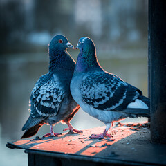 Close-up shot of two lovely pigeons standing and looking at each other.