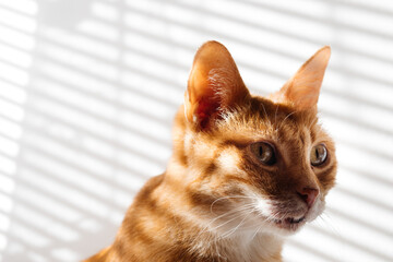 Red cat on white striped background