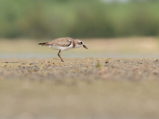 Terek sandpiper catching an insect on a blurred background