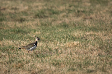 bird, natur, wild lebende tiere, schnabel, green