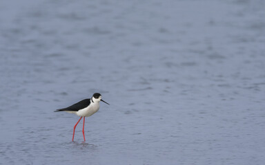 bird, möve, wasser, natur, tier, gull, wild lebende tiere, bird, black, beach