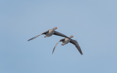 bird, himmel, fliegender, möve, fliegen, fliege, blau, gull, natur, meer, tier, flügel