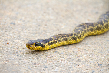 Caspian whipsnake (Dolichophis caspius) on the sand