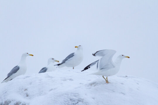 Caspian gulls (Larus cachinnans) on snowy stone