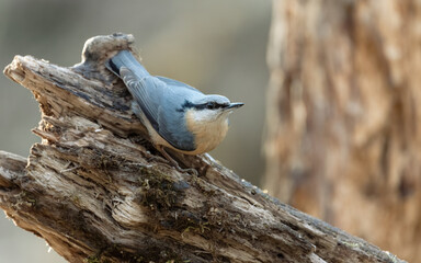 bird, natur, wild lebende tiere, tier, ast, wild, schnabel, baum, aviär, 