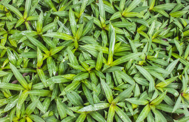 Tradescantia spathacea It is a medicinal plant that has certain medicinal properties.