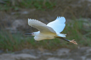 Selective of a great egret (Ardea alba) in a forest